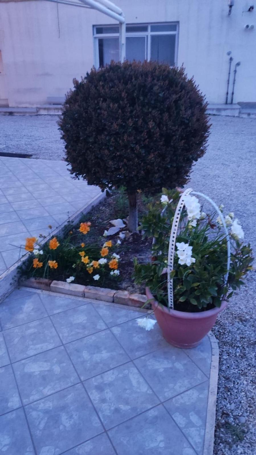 B&B I Tre Ulivi Morro dʼOro Buitenkant foto